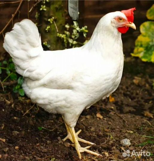 Курочки несушки