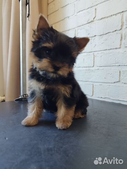 Йоркширский терьер девочка