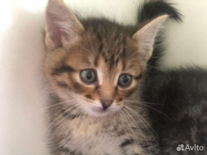 Котята шпротинки