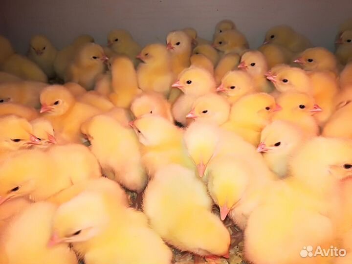 Доставка, Продажа. Яйцо, Цыплята-бройлера Кобб 500