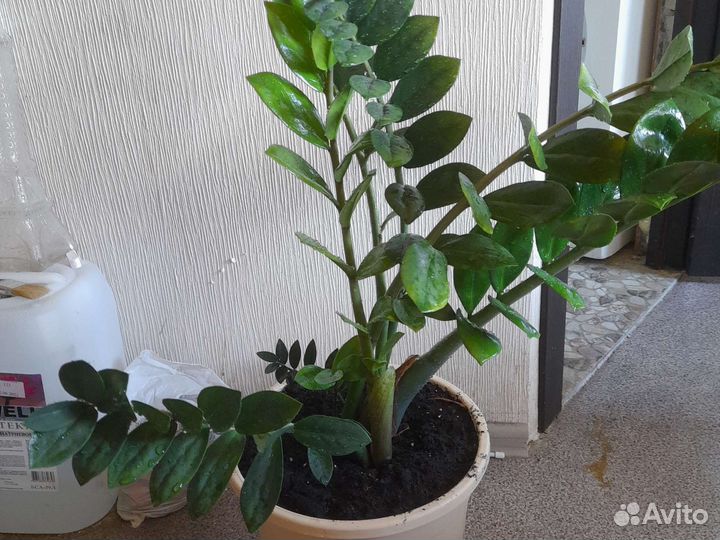 Замиокулькас