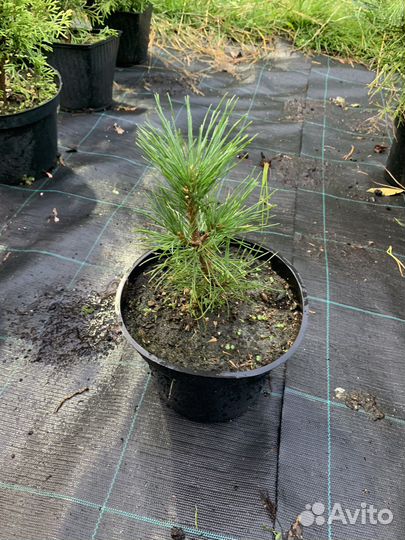 Кедр корейский (Сосна кедровая корейская)