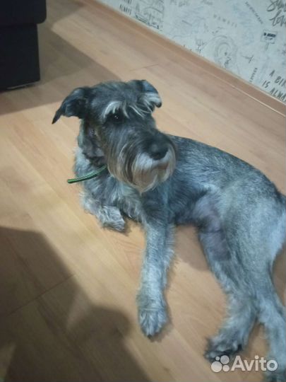 Вязка миттельшнауцер