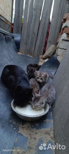 Котята отдам в добрые руки бесплатно
