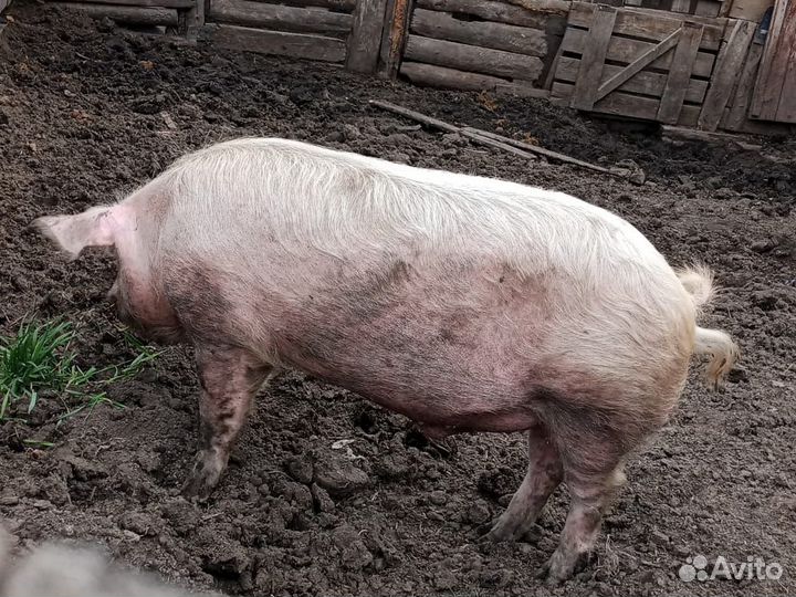 Хряк на племя