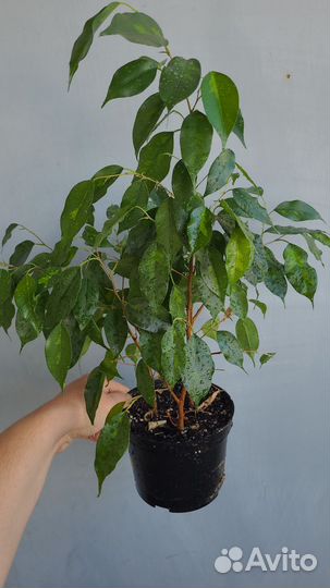 Фикус денилайт