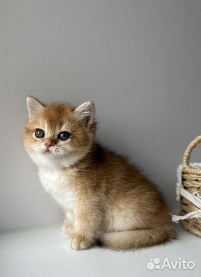 Британская золотая шиншилла ny12