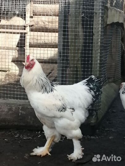 Петух брама