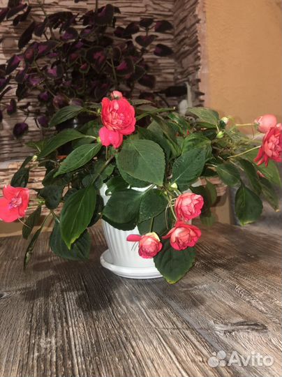 Бальзамин ванька мокрый