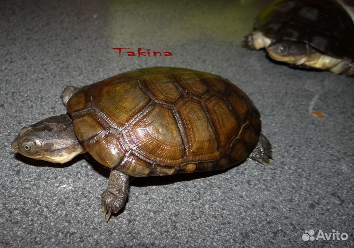 Черепаха водная Пеломедуза Африканская
