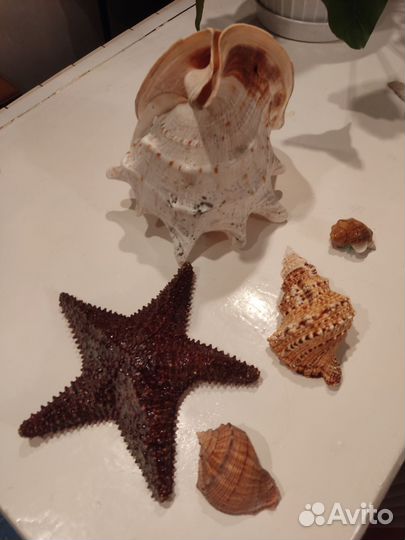 Звезда ракушка большая маленькая морская