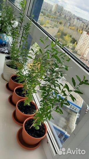 Карликовый гранат