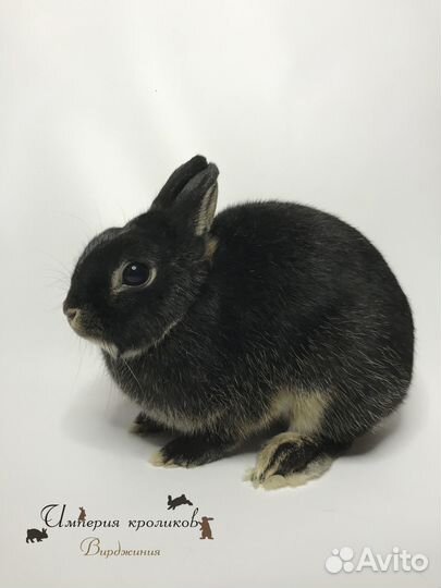 Карликовый кролик самочка