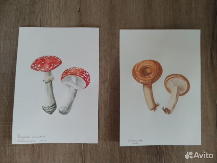 Акварель. Ботаника. Грибы