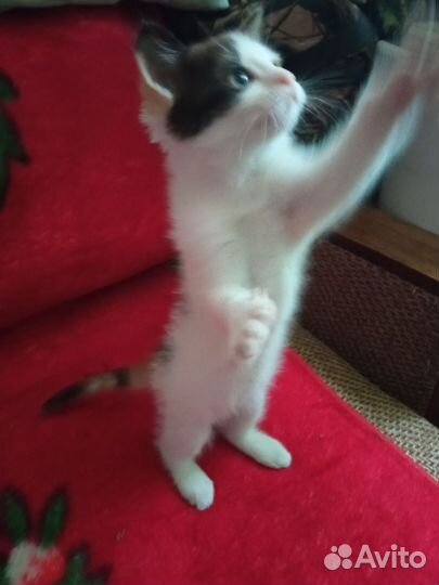 Кошки в добрые руки