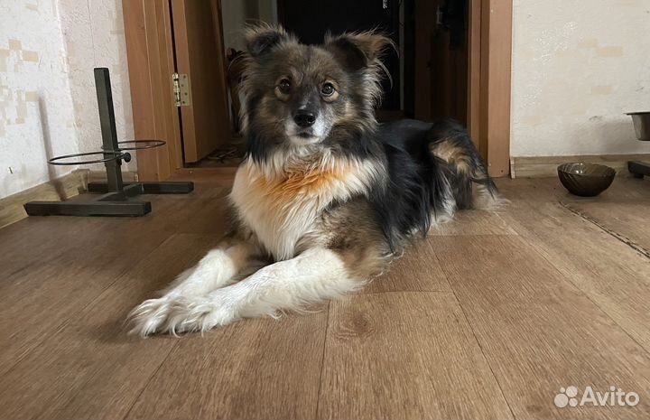 Собака, для счастья