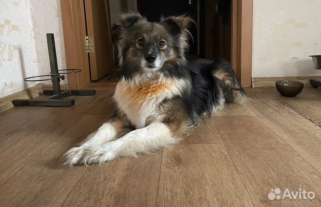 Собака, для счастья