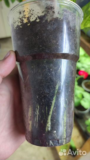 Диффенбахия