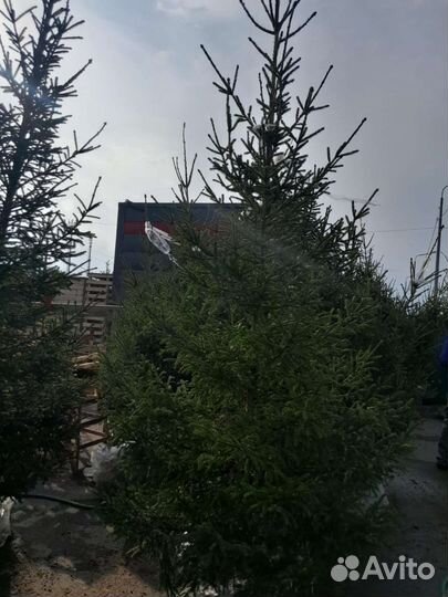 Ель зеленая