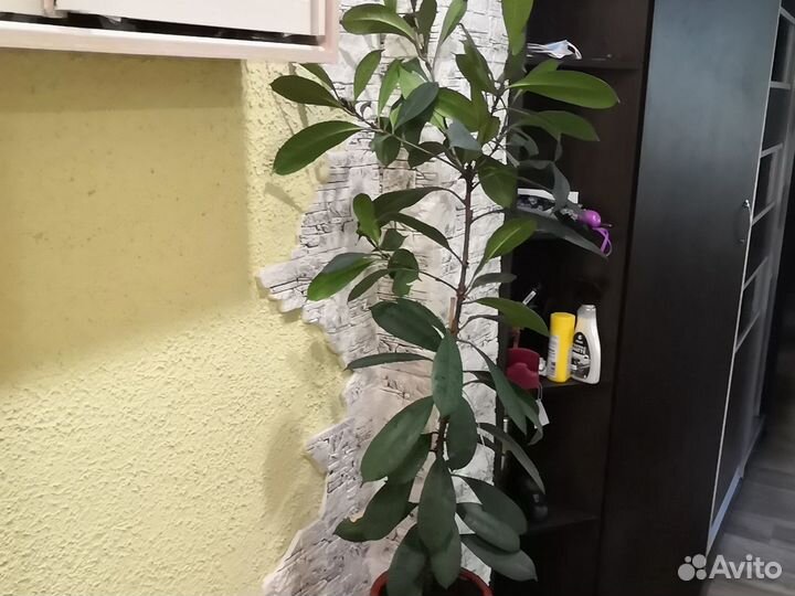 Фикус бокальчатолистный