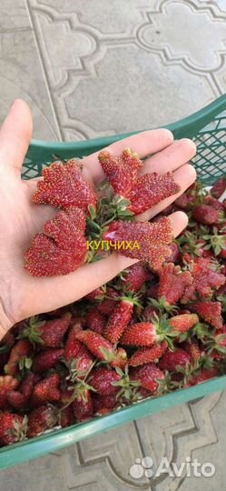 Рассада ремонтантной клубники