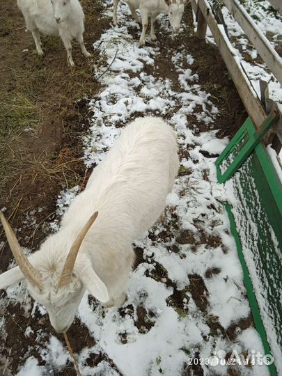 Козлик и козочка на мясо