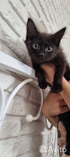 Кошка в дар бесплатно