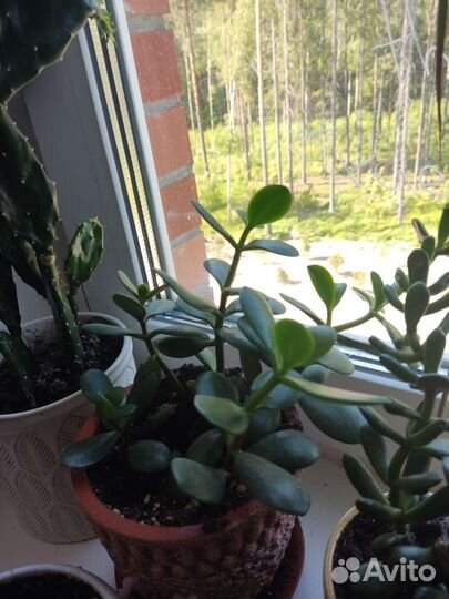 Комнатные растения на обмен