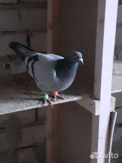 Голуби спортивные