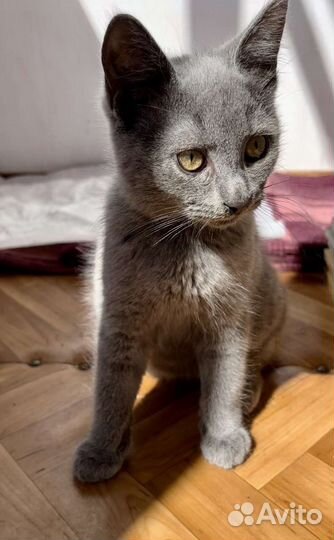 Котята в добрые руки бесплатно