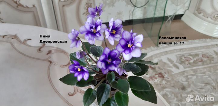 Продажа деток фиалок