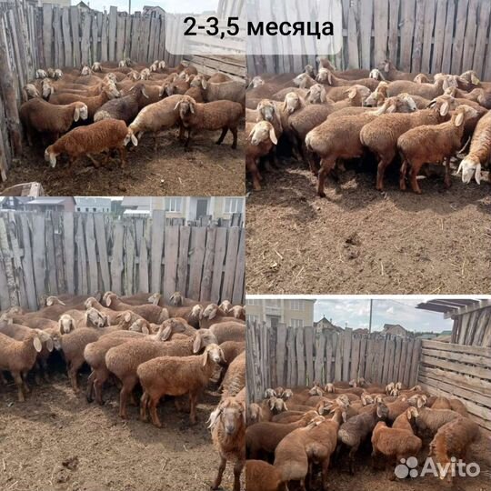 Баранчики на племя