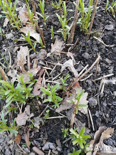 Лук Шнитт, тархун, мята-4вида,душица,мелисса