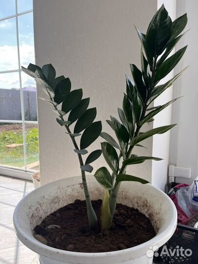 Замиокулькас