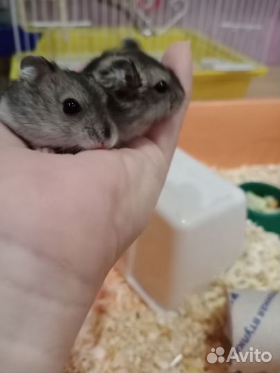 Джунгарские хомяки малыши и клетки