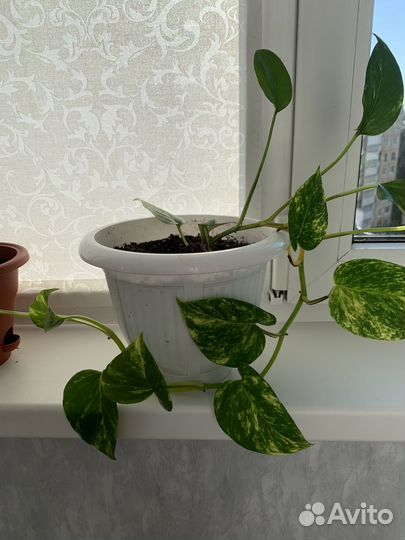 Лиана сциндапсус