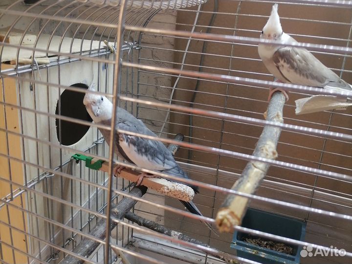 Попугай карелла