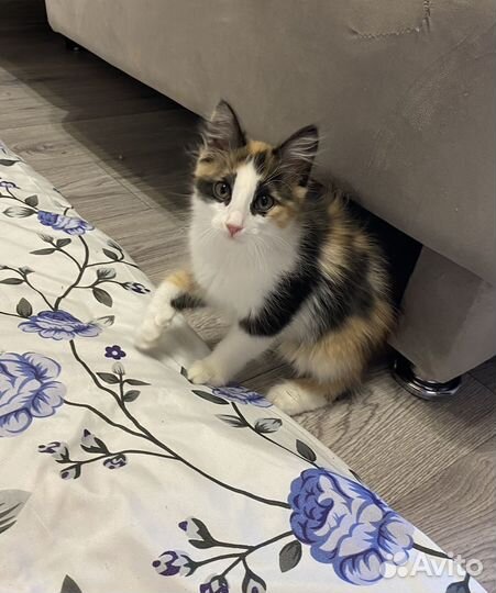 Кошечка в добрые руки