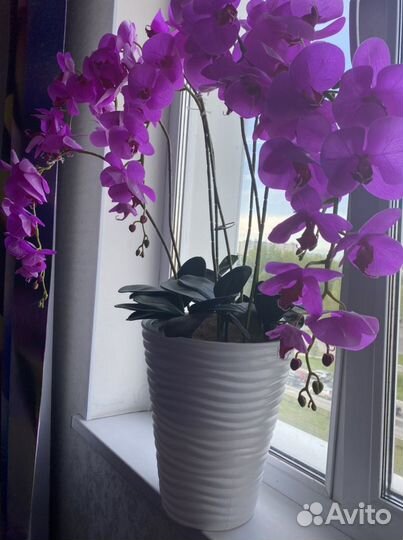 Орхидея напольная, латексная, цвет фуксия