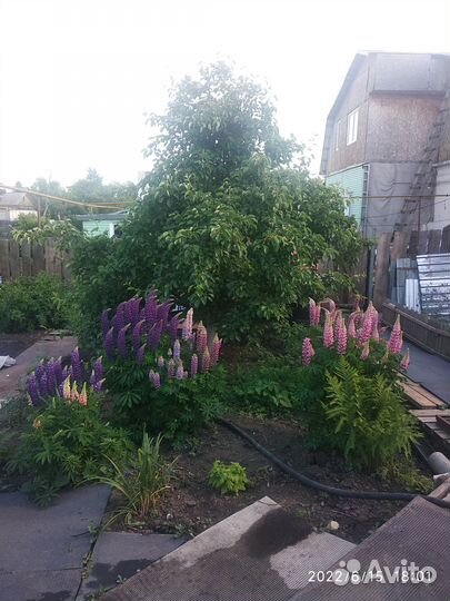 Рассада,цветы многолетние