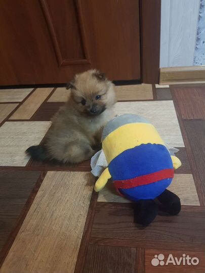 Померанский шпиц