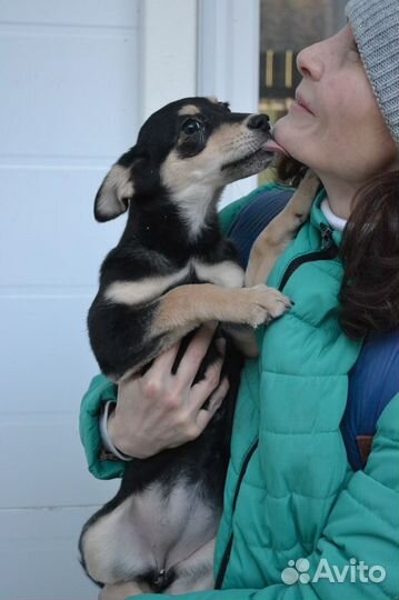 Щенки в дар