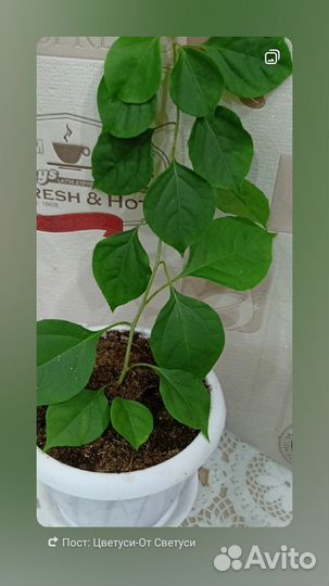 Бугенвиллия Дабл Пинк