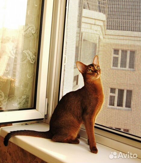 Москитная сетка полотно антикошка