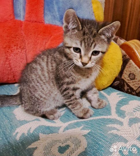 Котенок мальчик