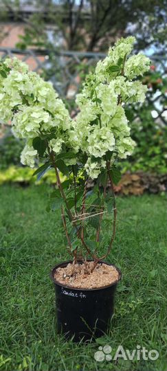 Гортензия метельчатая