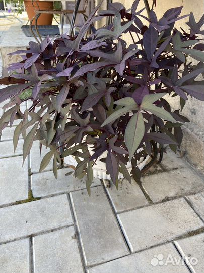 Ипомея ампкльна ботат