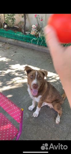 Девочки в семью