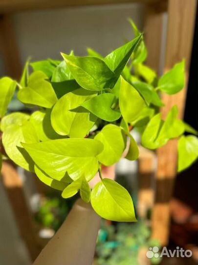 Эпипремнум neon