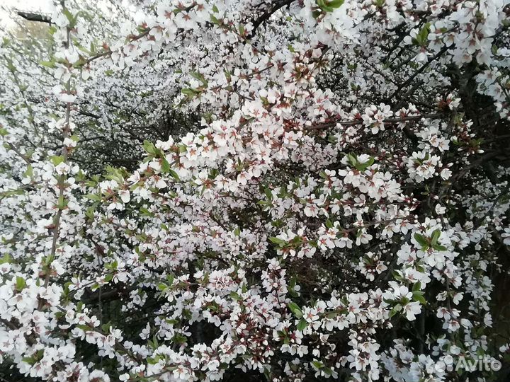 Вишня войлочная